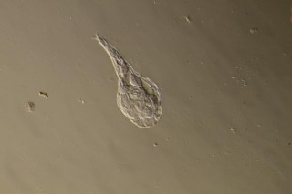 K800_Habrotrocha constricta  (1).JPG