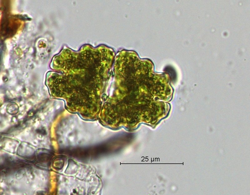 Euastrum bidentatum_60x.jpg