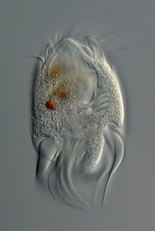 Blick von der Ventralseite auf die Cirren.