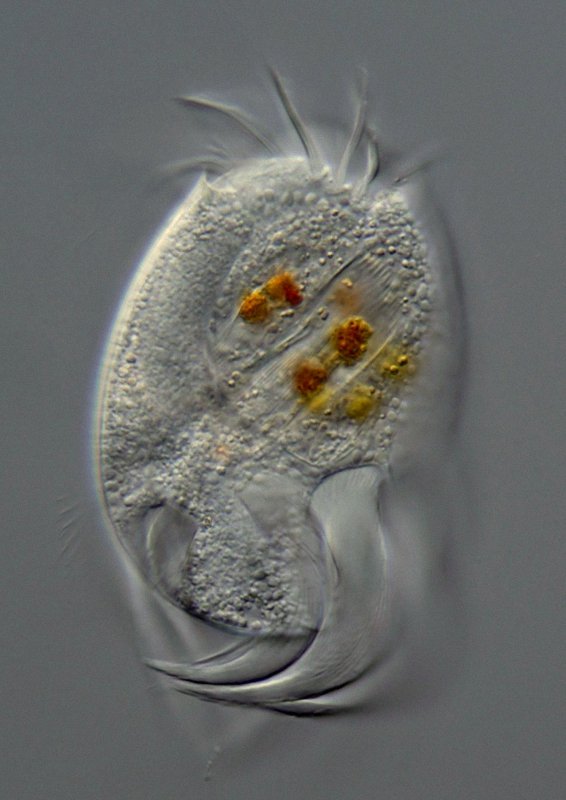 Blick von dorsal auf die mächtigen Transversalcirren.