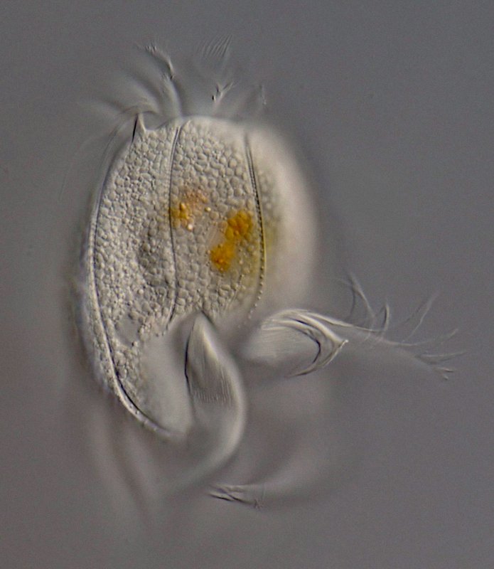 Auf diesem Bild von der Dorsalseite kann man die mit kurzen Wimpern besetzten Furchen des Panzers gut erkennen.