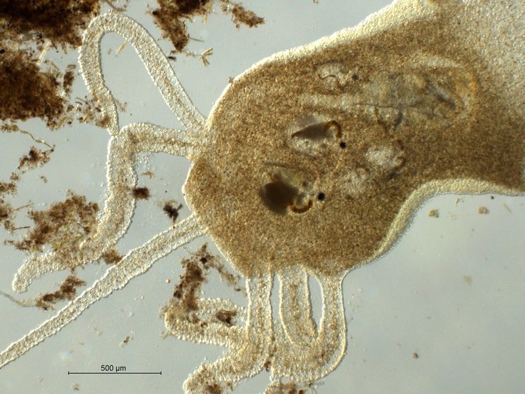 Hydra vulgaris_1.jpg