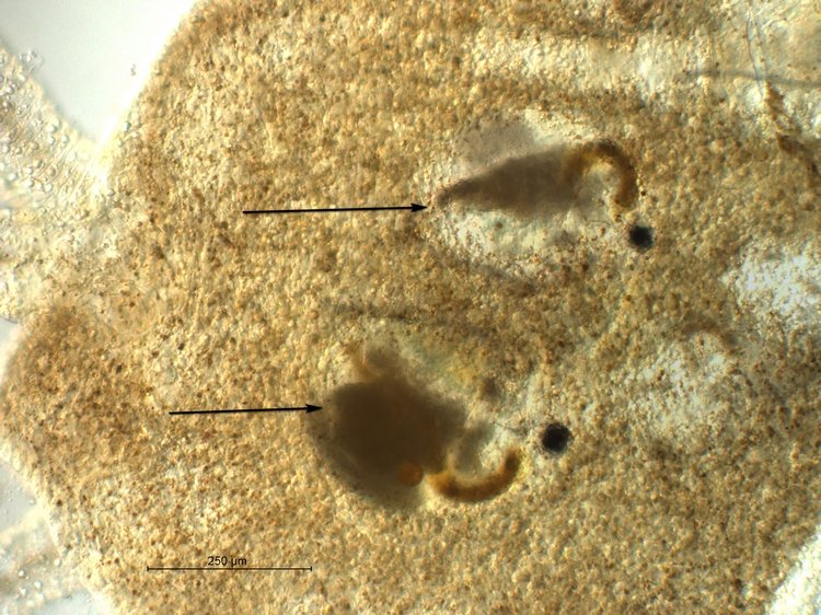 Hydra vulgaris_2.jpg