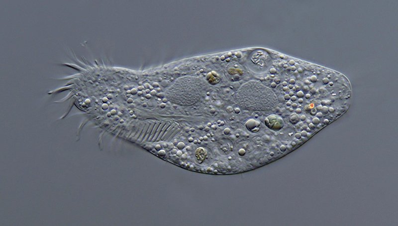 100 µm. Ein Hypotrich, aber welcher? Irgendwas in Richtung Euplotes vielleicht.