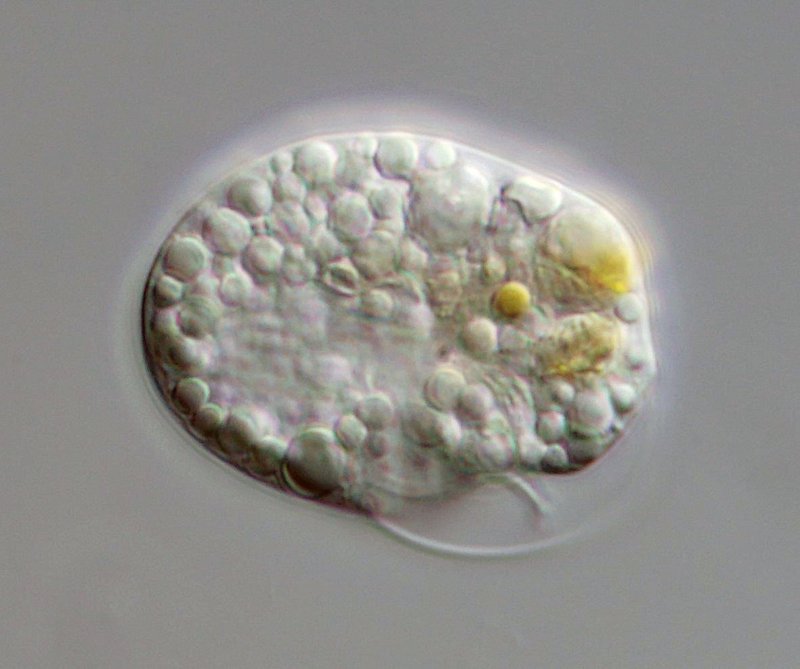 50 µm. Ein Flagellat, aber welcher?