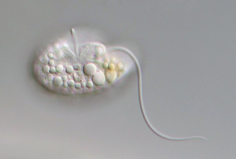 50 µm. Noch ein Flagellat, vielleicht dieselbe Art.