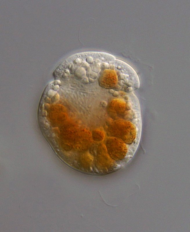 50 µm. Bei diesem Flagellaten sieht man die Geißel nur ansatzweise.