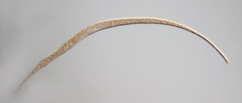 650 µm. Ein Nematode.