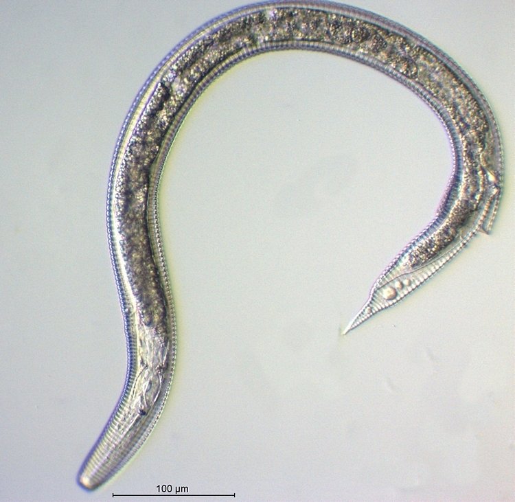 Nematode_1.jpg