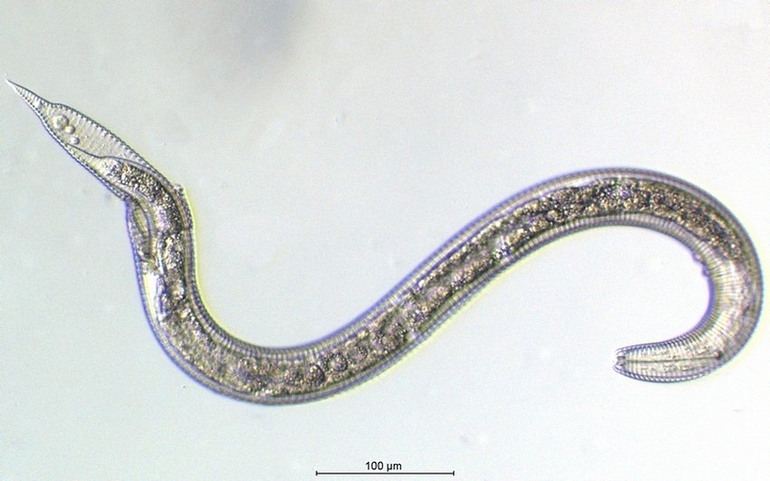 Nematode_2.jpg