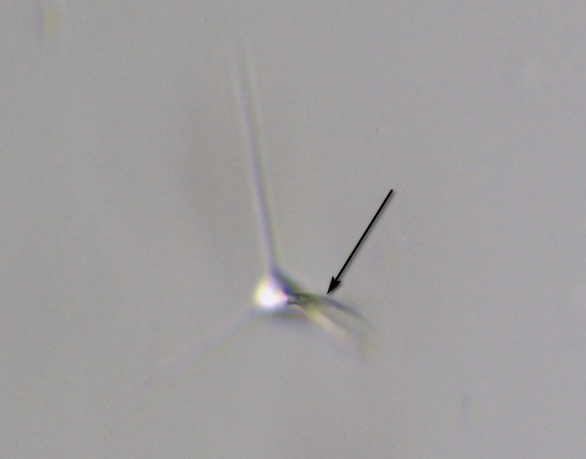 Clavariopsis cf.aquatica_2.jpg