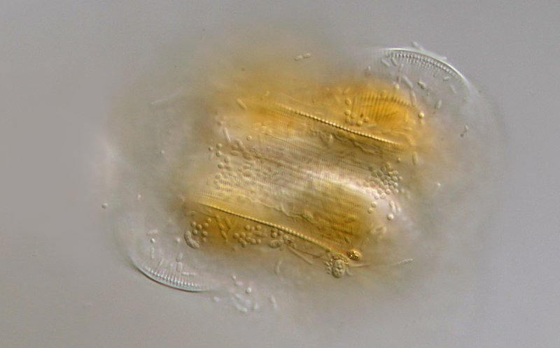 Dies ist eine andere Schärfeebene der Teilung.