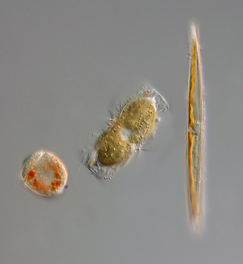 Zum Abschluss noch mal Entomoneis eingerahmt von einer unbestimmten Kieselalge und einem Dinoflagellaten.