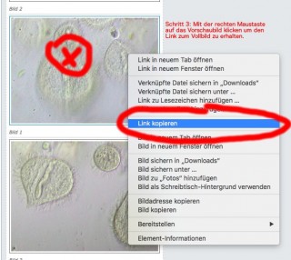 Schritt 3: Durch Klicken auf die Anhänge in der Vorschau mit der rechten Maustaste kann man den Link für das Bild kopieren.