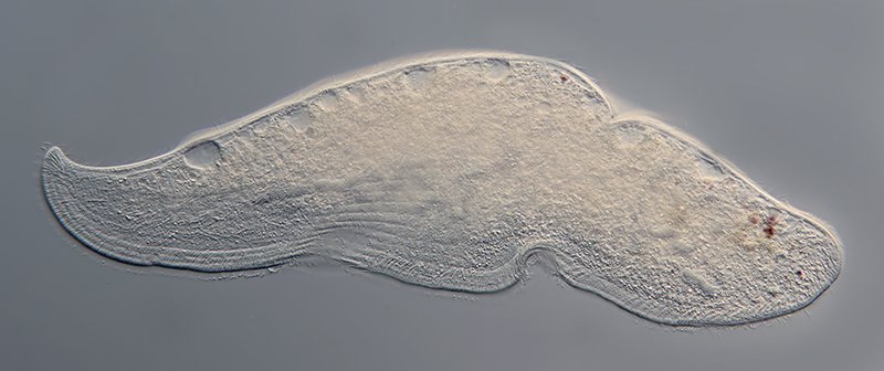 AQ Loxophyllum 03-800 - 400 µm.jpg
