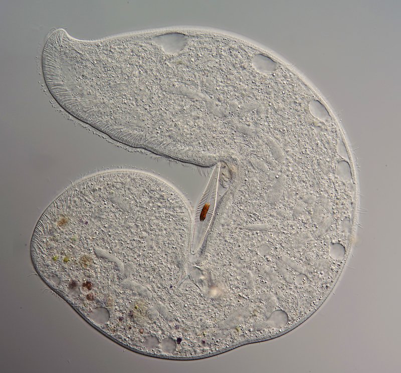 AQ Loxophyllum 07-800 - 400 µm.jpg