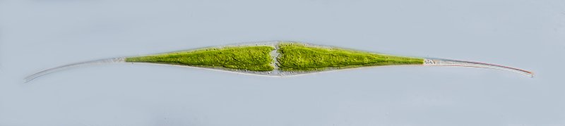 MG Closterium kützingii 01-800.jpg