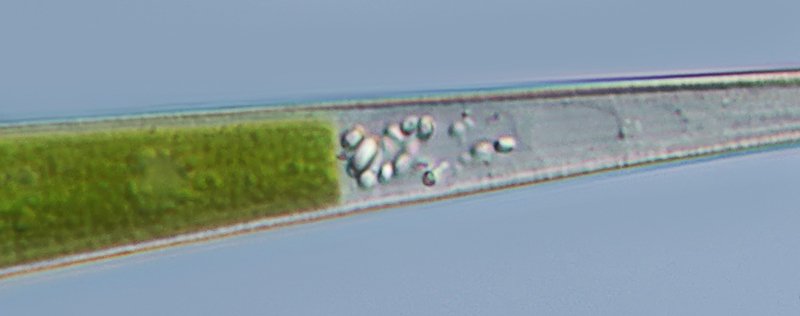 MG Closterium kützingii 04-800.jpg