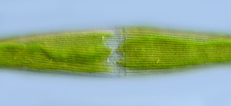 MG Closterium kützingii 02-800.jpg