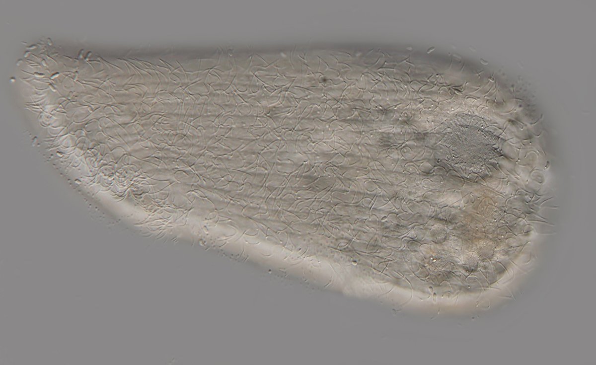 Auf diesem Bild sind die Wimperreichen gut zu erkennen, ca. 20 sind zu sehen, mindestens noch mal so viele sind nicht zu sehen, so dass man von 45-50 ausgehen kann.