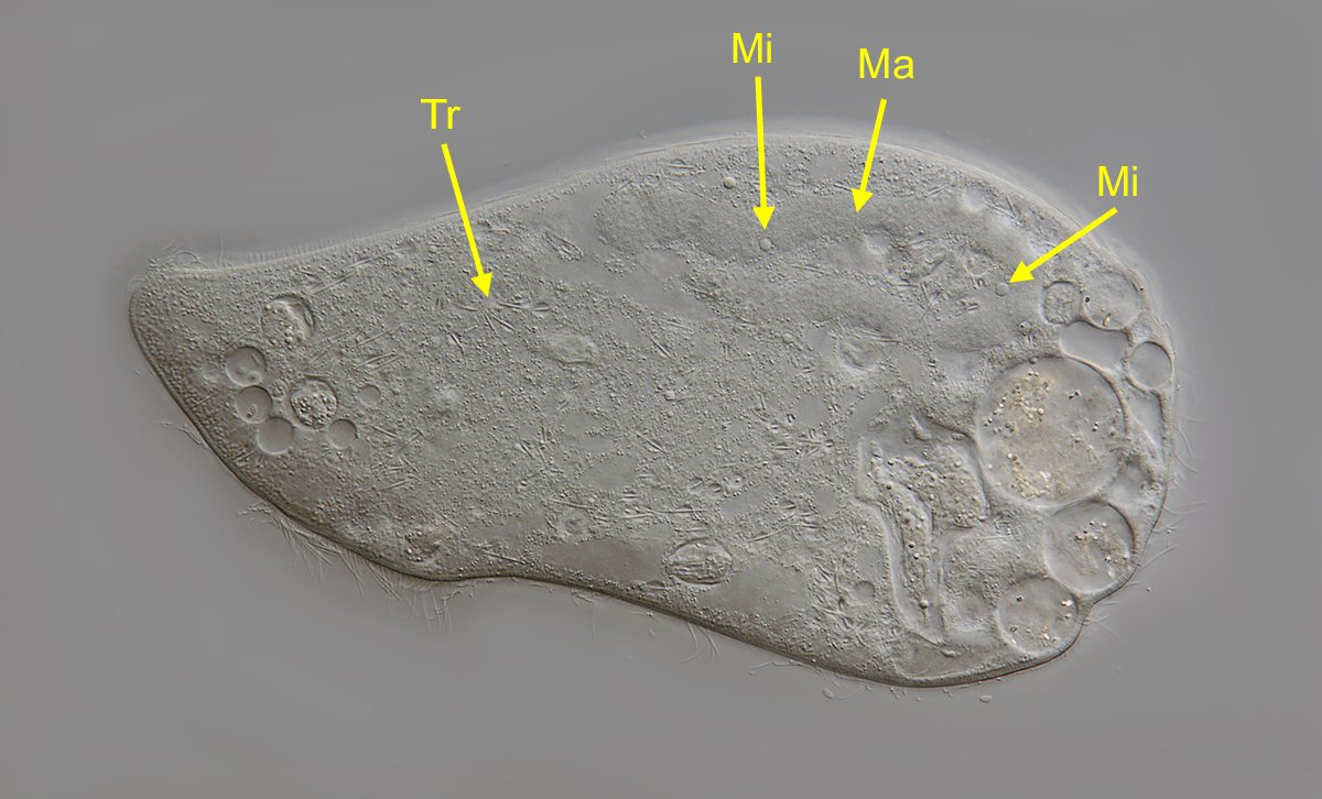 Auf diesem Bild ist der wurmförmige Makronukleus (Ma) zu erkennen, sowie Mikronuklei (Mi) und die auf der Körperoberfläche verstreut liegenden Trichocysten (Tr).
