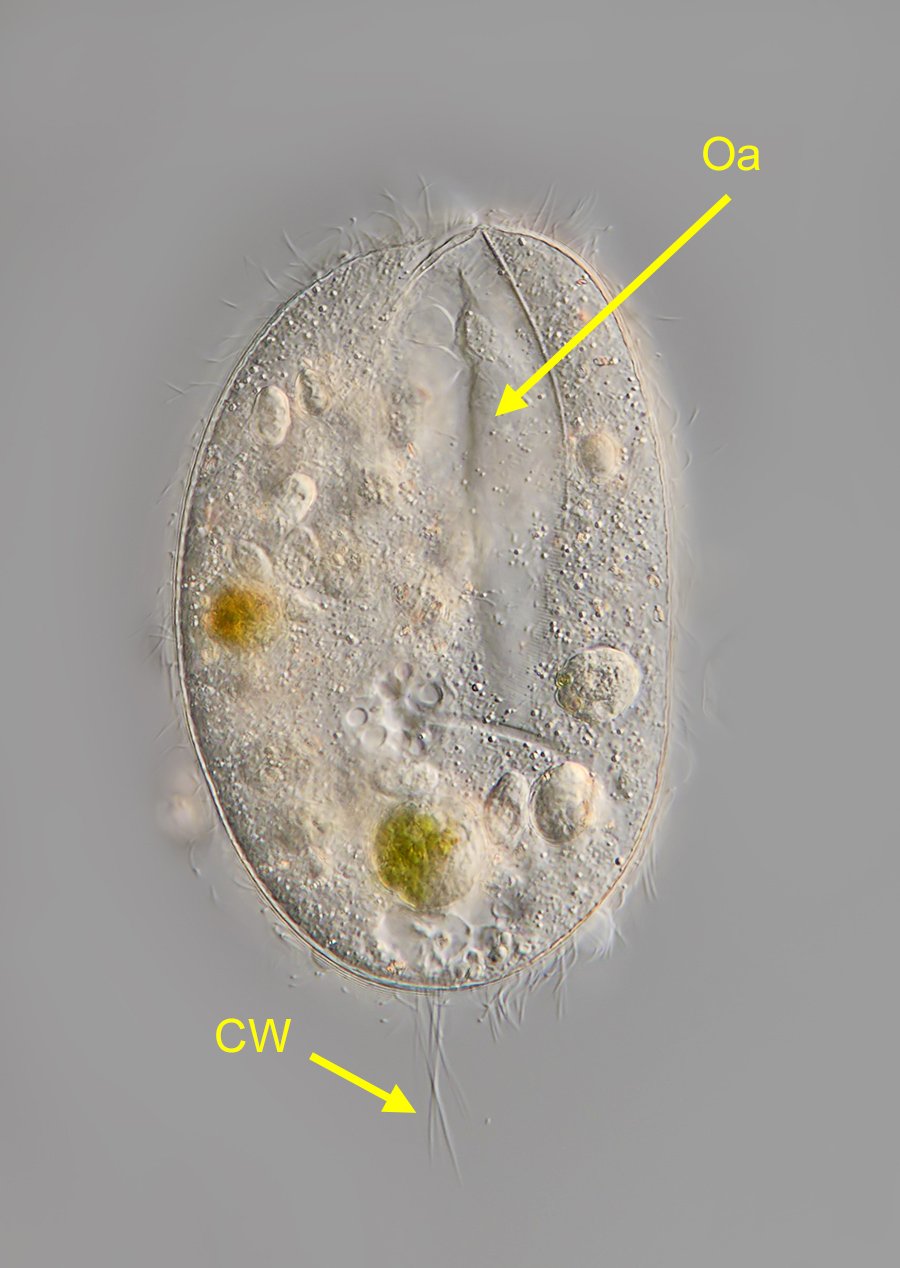FWS Lembadion bullinum 02-900.jpg