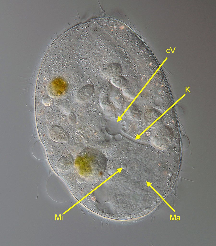 FWS Lembadion bullinum 08-900.jpg