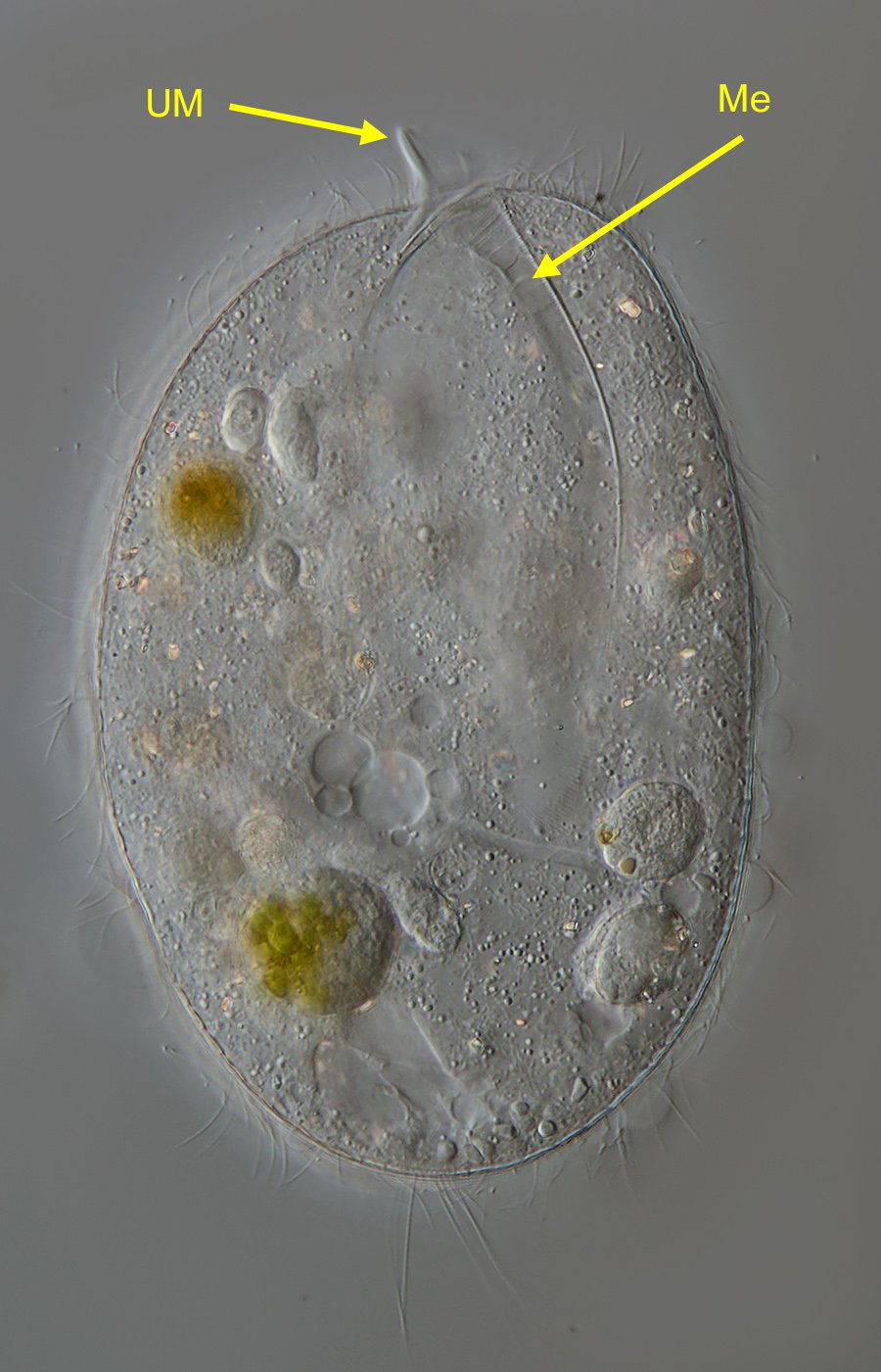 FWS Lembadion bullinum 09-900.jpg
