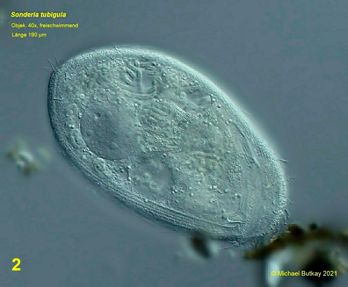 bild 2_sonderia tubigula.jpg