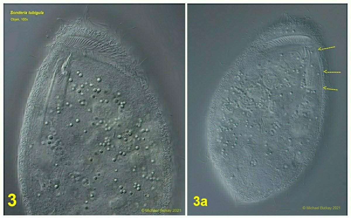 bild 3_sonderia tubigula.jpg