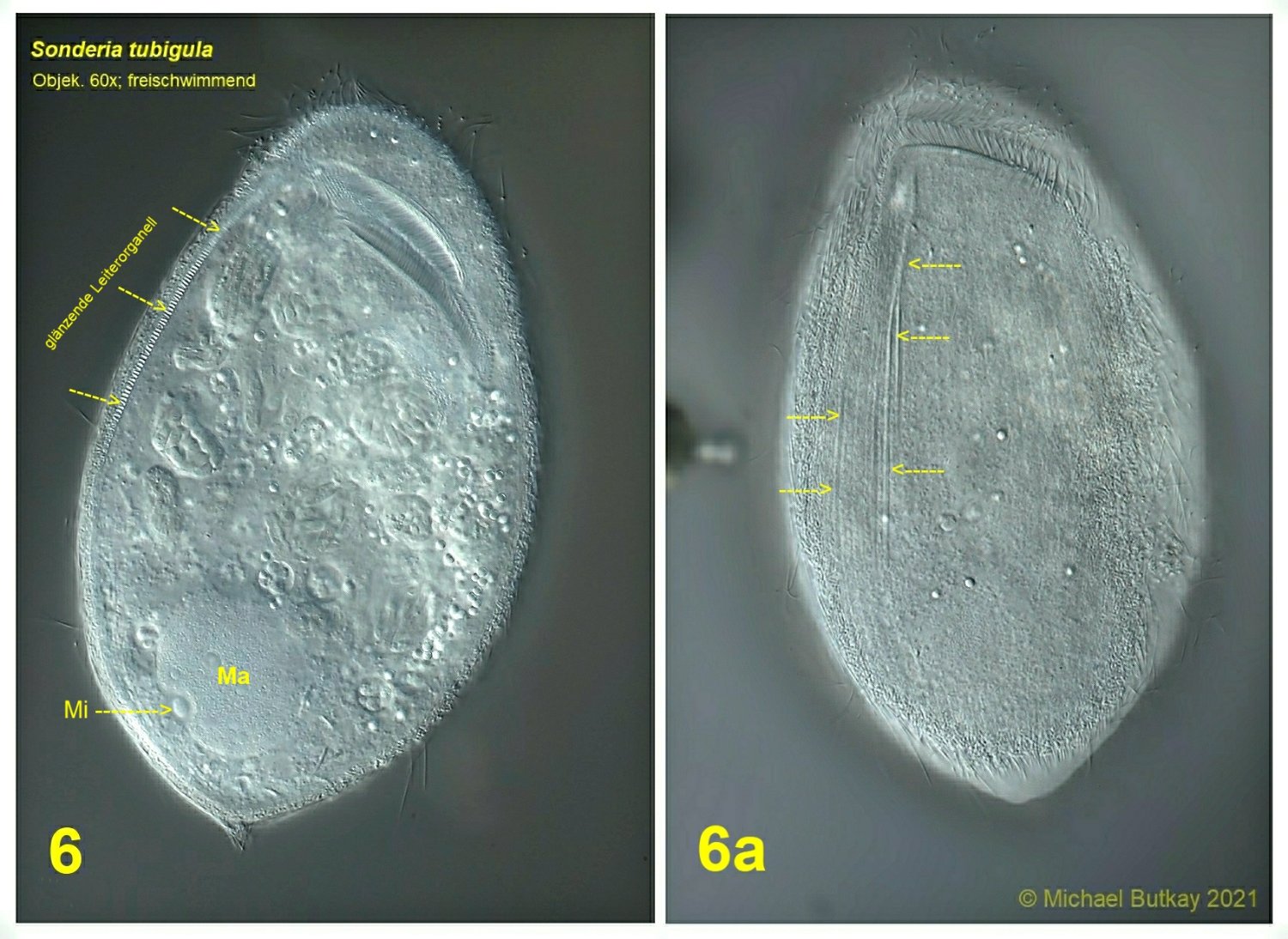 bild 6_sonderia tubigula.jpg