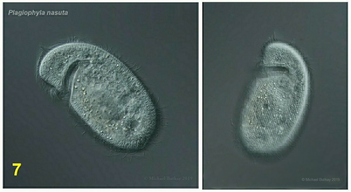 Bild 7_plagiophyla nasuta.jpg