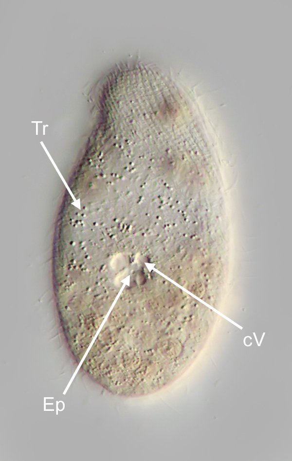 Die Punkte sind Trichocysten (Tr) von oben gesehen. Dann ist die kontraktile Vacuole (cV) mit den zuführenden Vakuolen gekennzeichnet, und ihr Exkretionsporus (Ep).