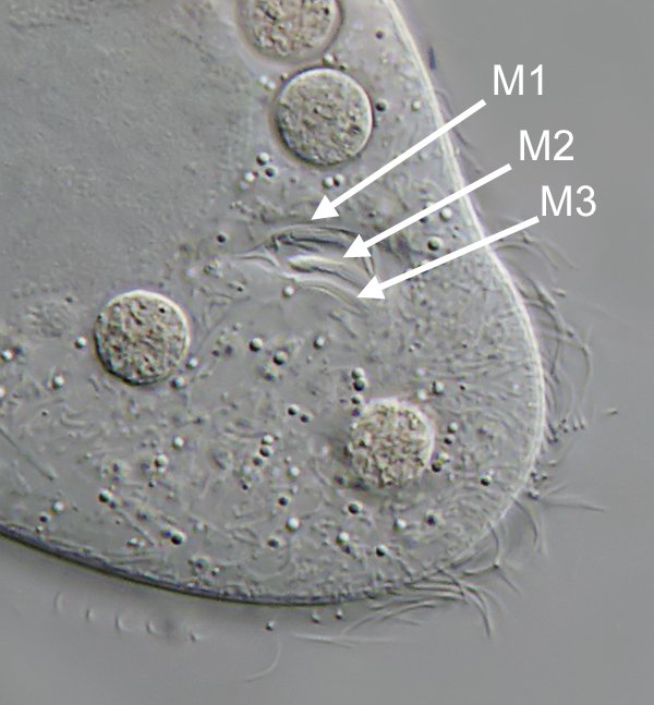 In dieser Nahaufnahme sind die drei Membranellen (M1-3) des Oralapparates zu sehen.