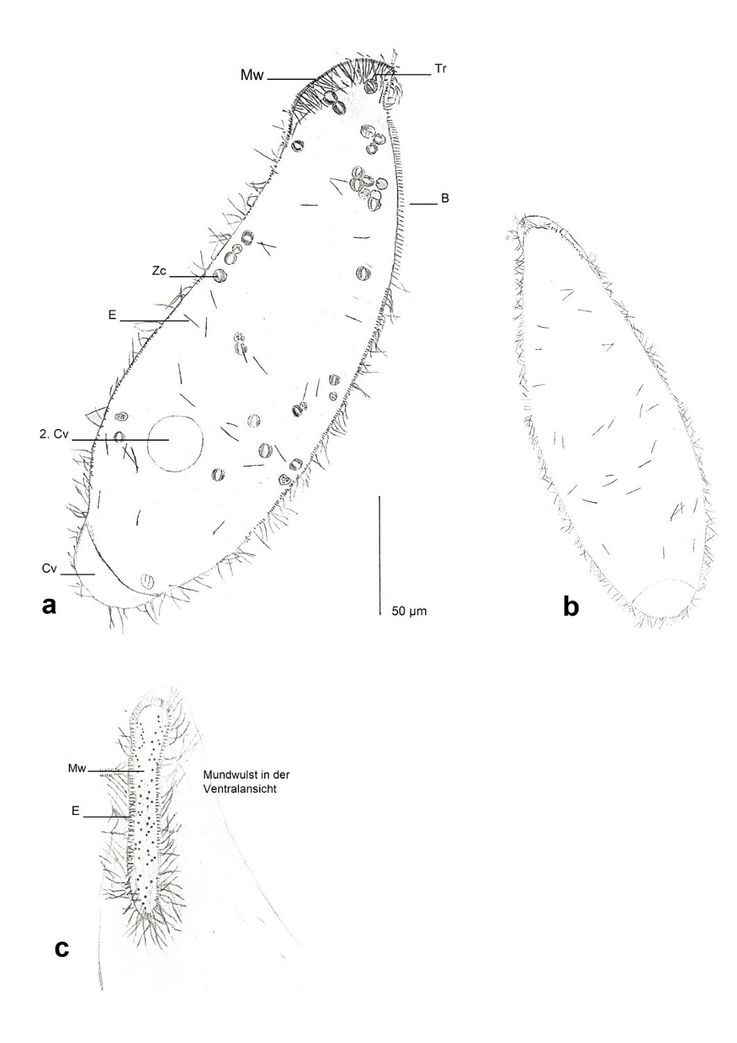 Bild 12_figur_a-c.jpg