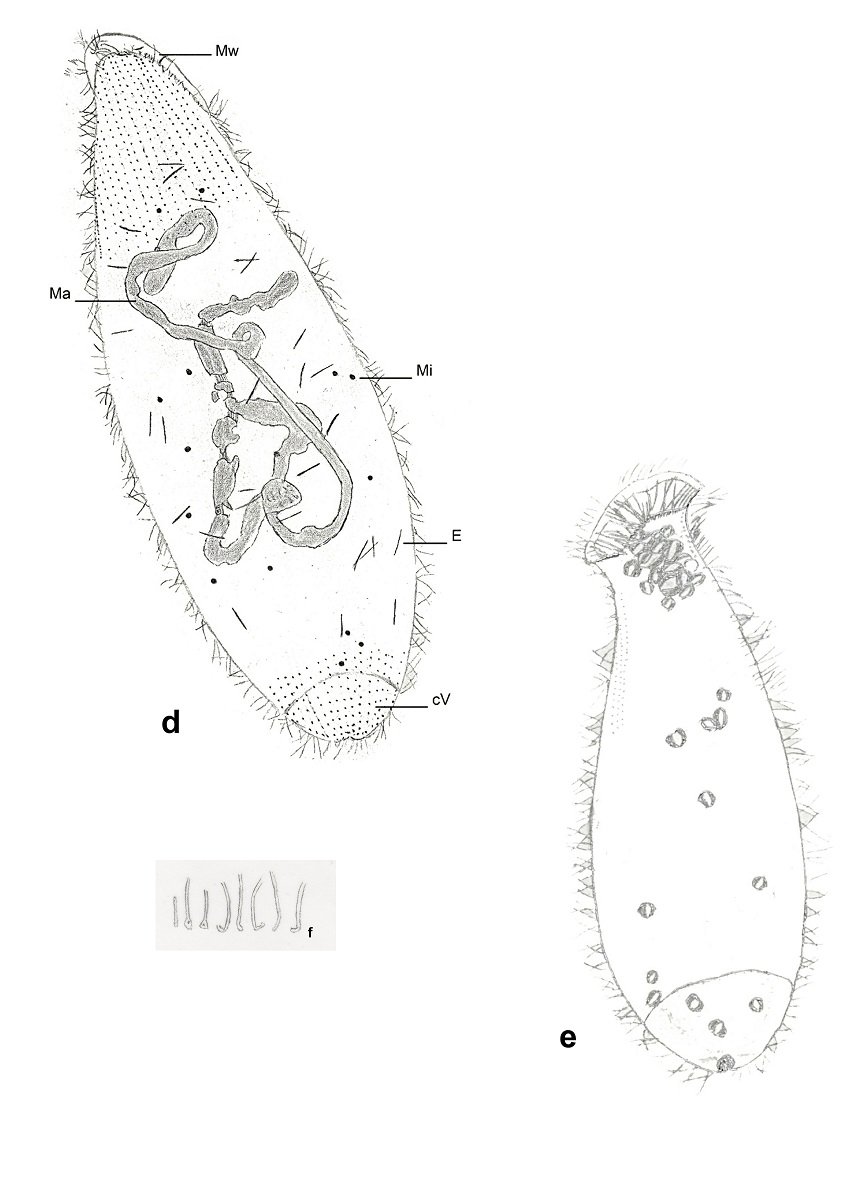 Bild 13 figur d -f.jpg