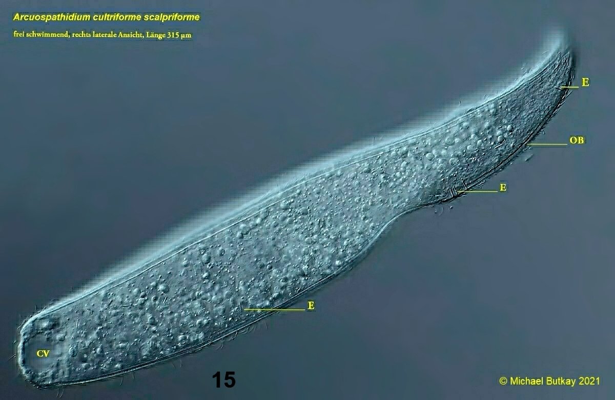 bild 15_arcuospathidium cultriforme scalpriforme_i4a9032.jpg