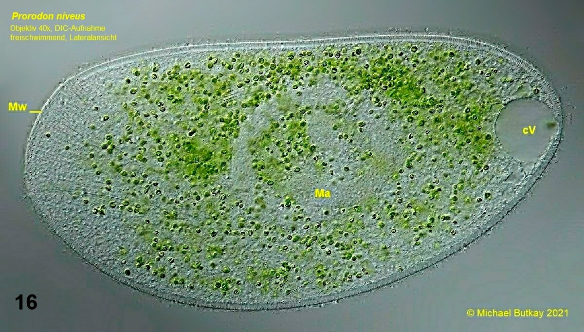 bild 16_pseudoprorodon niveus_i4a4156_hf.jpg