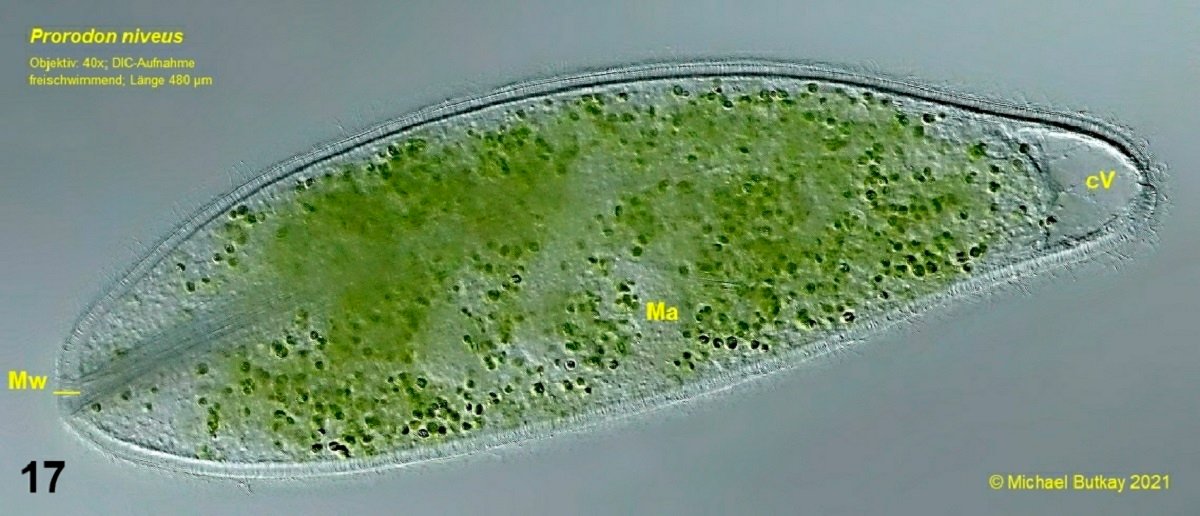 Bild 17_prorodon niveus_i4a4114_hf.jpg