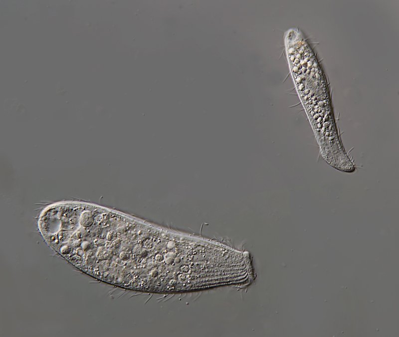 MT 800 Spathidium muscicola & S. sp. 03 - 125 + 88 µm.jpg