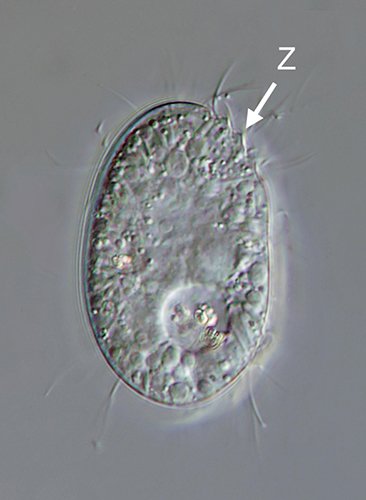 MT 500 Microthorax sp. 01 - 37,5 µm.jpg