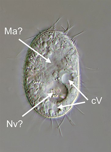 MT 500 Microthorax sp. 02 - 37,5 µm.jpg