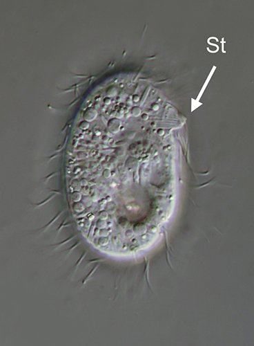 MT 500 Microthorax sp. 05 - 37,5 µm.jpg