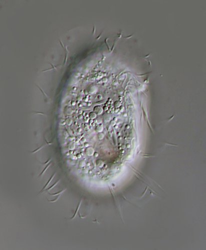 MT 500 Microthorax sp. 11 - 37,5 µm.jpg