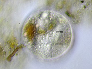 Abb. 1: Lediglich eine leicht zu übersehende "Störung" der ansonsten gleichförmigen longitudinalen Cilienmuster lässt die Bürste in einer Ruhezyste von [i]Prorodon ovum[/i] erkennen.