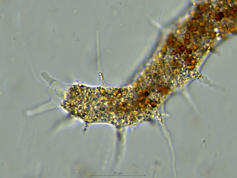 Mastigamoeba cf.aspera_1.jpg