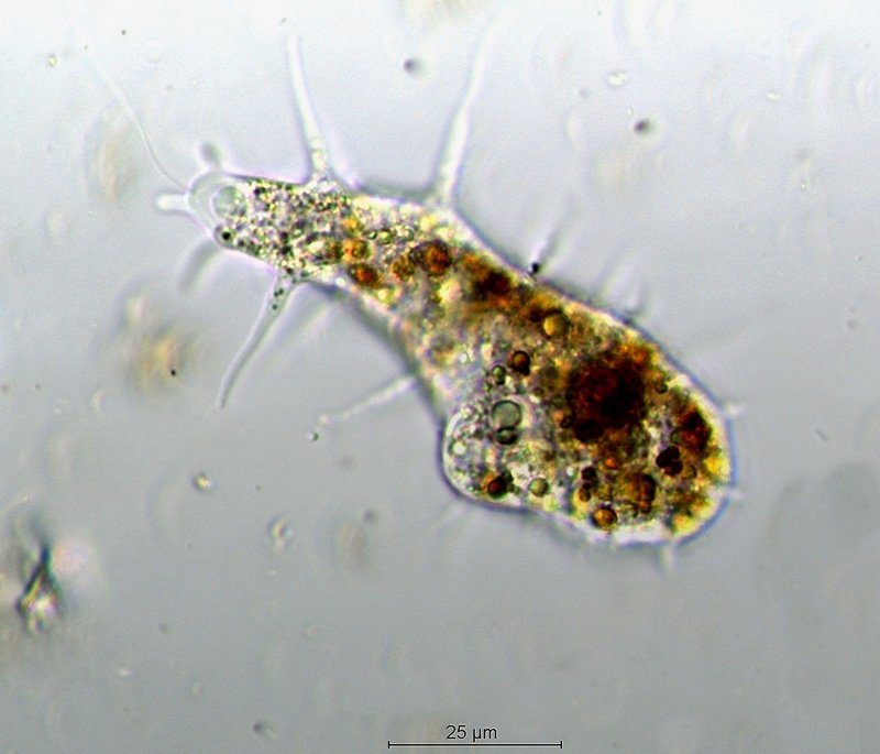Mastigamoeba cf.aspera_2.jpg