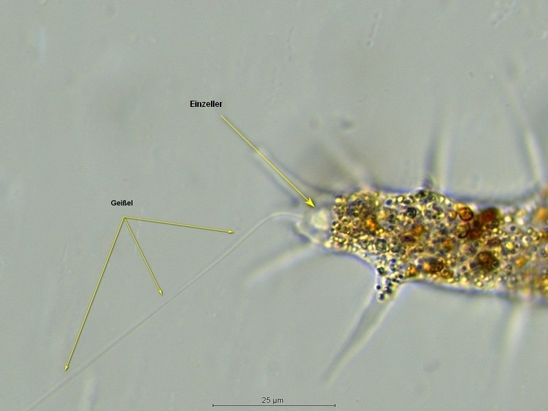 Mastigamoeba cf. aspera_3.jpg