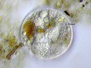 Abb 2: Fokus auf die tiefer liegende Mundreuse der gleichen Zyste aus Abb. 1.