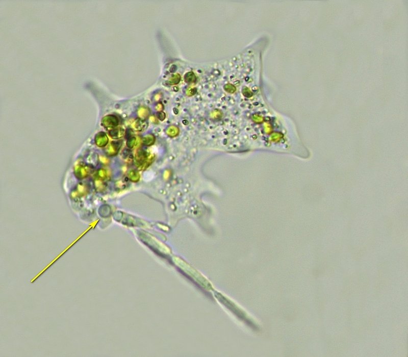 Mayorella cf.penardi_2.jpg